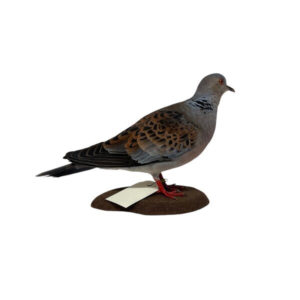 Mounted Oriental Turtle-Dove