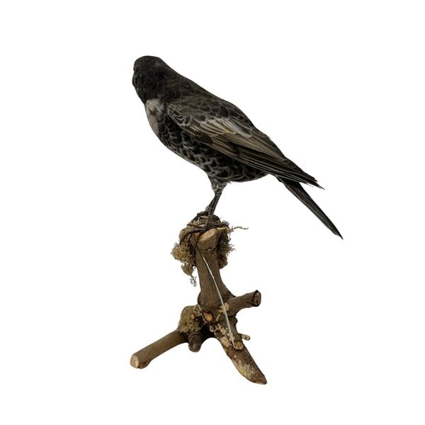 Mounted Ringdrossel