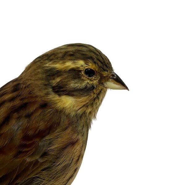 Mounted Cirl bunting