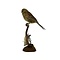 Mounted Cirl bunting