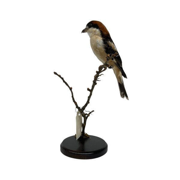 Mounted Woodchat shrike