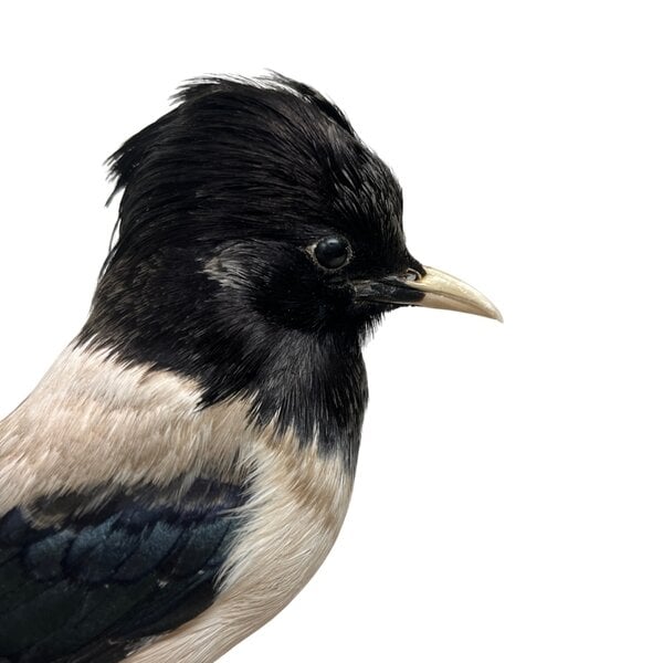 Mounted Rosy starling