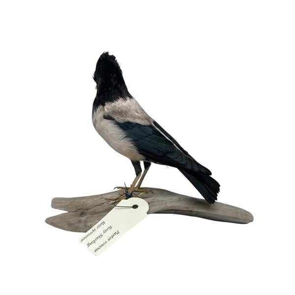 Mounted Rosy starling