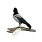 Mounted Rosy starling