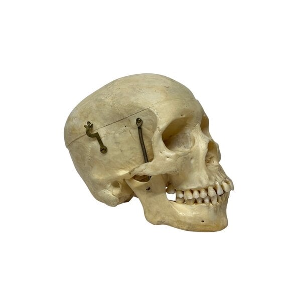 Schedel mens (G)