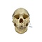 Human skull (G)