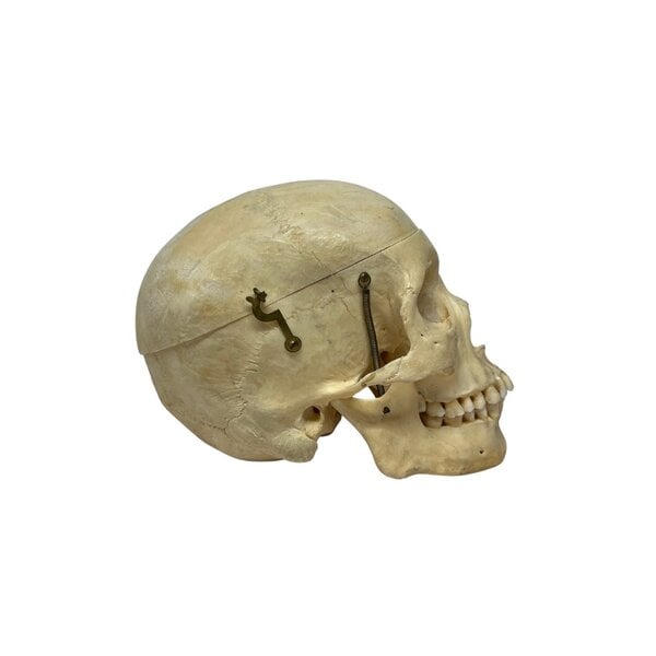 Human skull (G)
