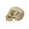 Human skull (G)