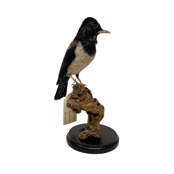 Mounted Rosy starling (B)