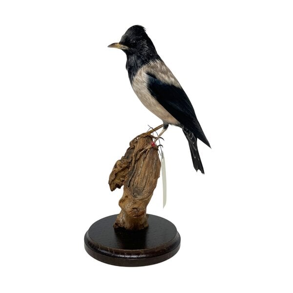 Mounted Rosy starling (B)