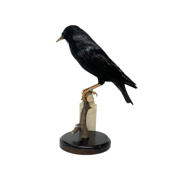 Mounted Spotless starling