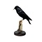 Mounted Spotless starling