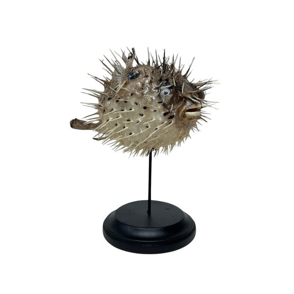 Porcupinefish on base