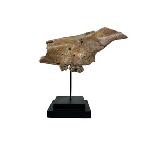 Fossil Cave bear jaw piece on stand (B)