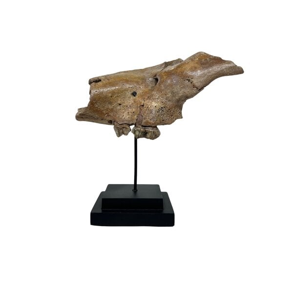 Fossil Cave bear jaw piece on stand (B)