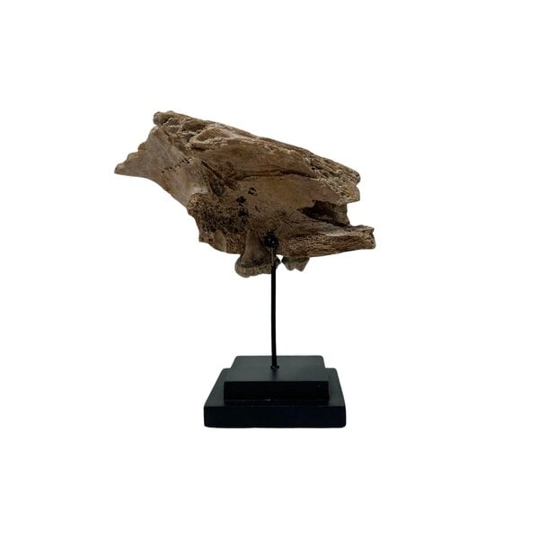 Fossil Cave bear jaw piece on stand (B)