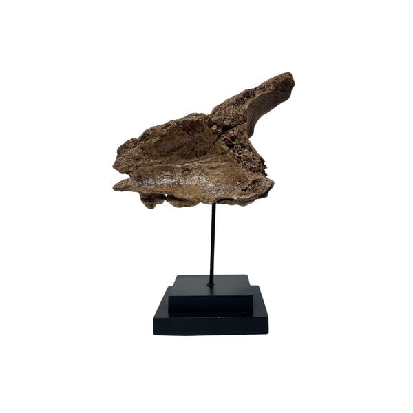 Fossil Cave bear jaw piece on stand (A)