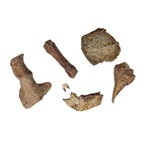Fossil pieces of a Cave bear (B)