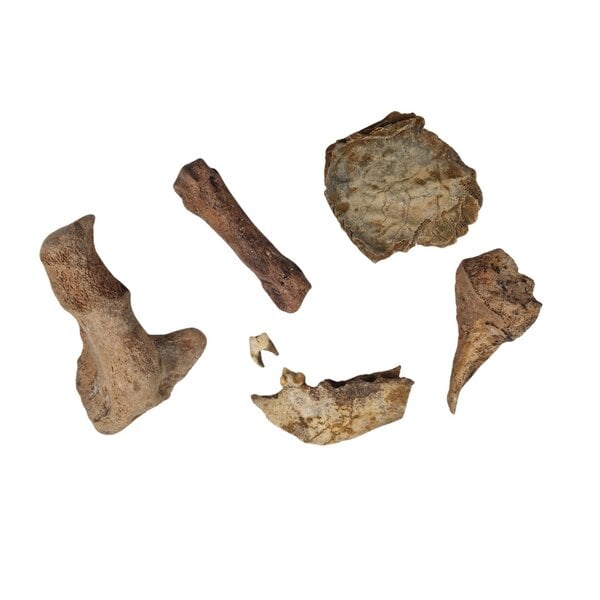 Fossiler stücken eines Höhlenbärenkiefers (B)