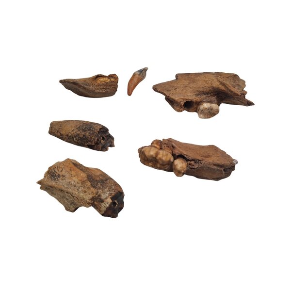 Fossiler stücken eines Höhlenbärenkiefers (D)