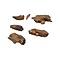 Fossil pieces of a Cave bear (D)