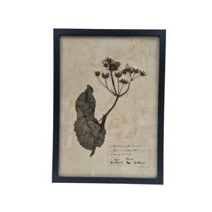 Antieke Botanische lijst (A)