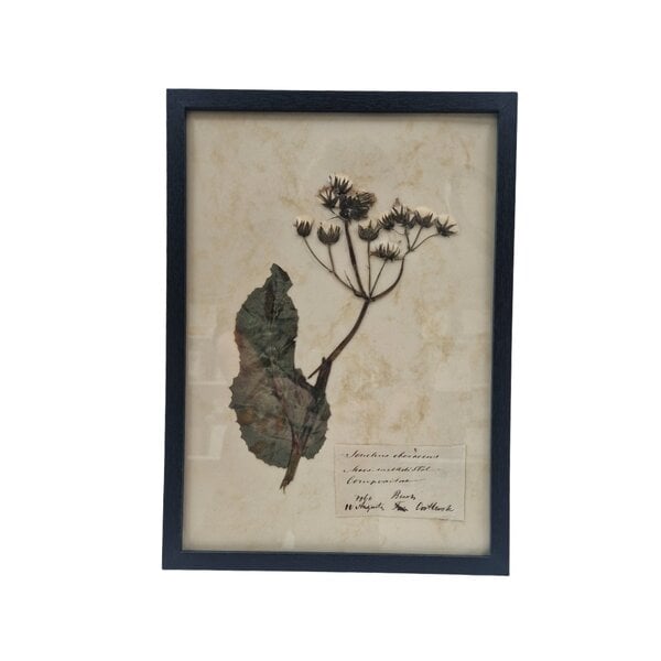 Antieke Botanische lijst (A)