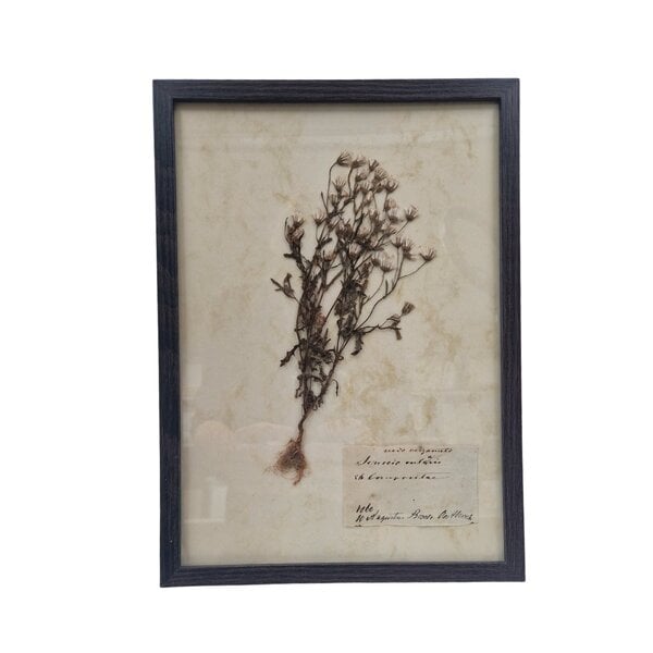 Antieke Botanische lijst (E)