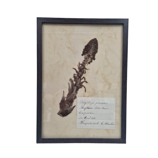Antique Botanical frame (F)