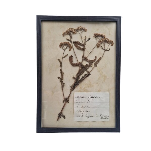 Antieke Botanische lijst (I)