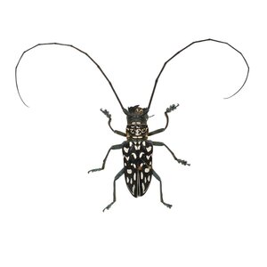 Stellognatha maculata - Langhornbockkäfer