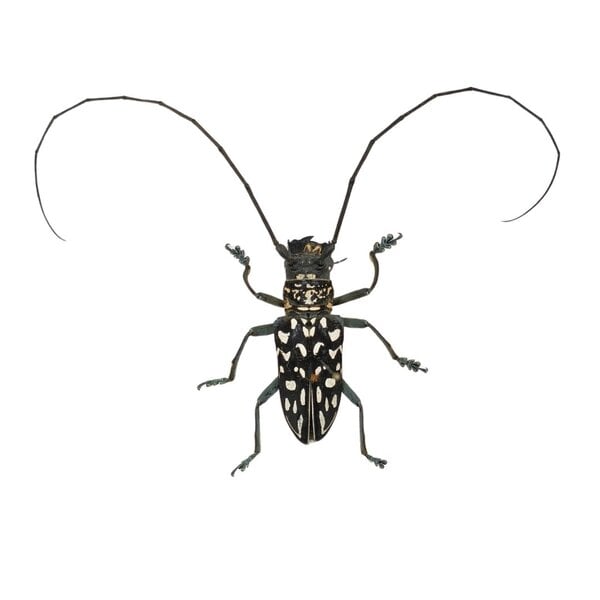 Stellognatha maculata - Langhornbockkäfer