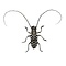 Stellognatha maculata - boktor - ongeprepareerd