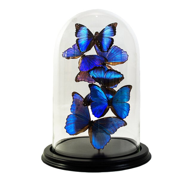 Glocke mit blauer Morpho schmetterlingen (6)