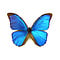 Morpho menelaus dried/papered