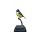 Opgezette Gouldamadine (B)