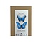 DIY kit - morpho vlinders