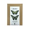 DIY kit - malachite butterflies