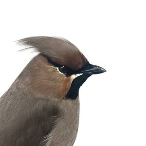 Mounted bohemian waxwing in glass dome