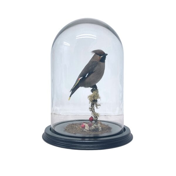 Mounted bohemian waxwing in glass dome