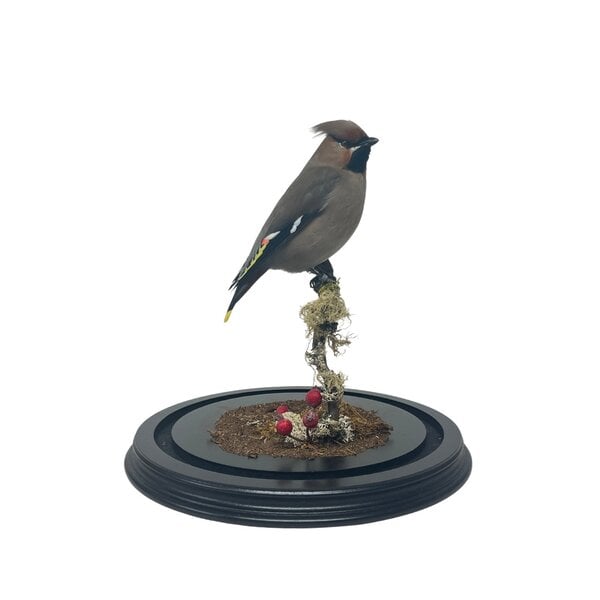 Mounted bohemian waxwing in glass dome