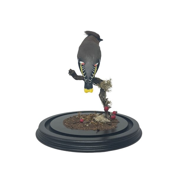 Mounted bohemian waxwing in glass dome