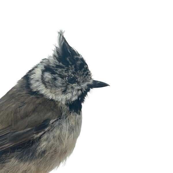 Mounted crested tit