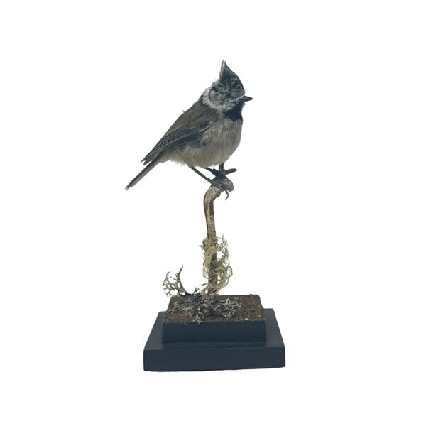 Mounted crested tit