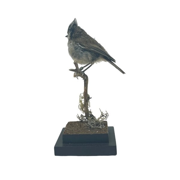 Mounted crested tit