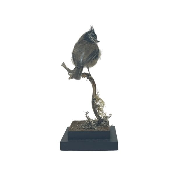 Mounted crested tit