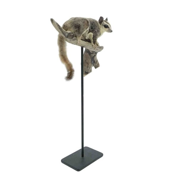 Mounted sugar glider