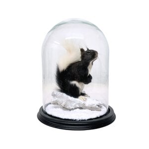 Mounted Japanese squirrel under a glass dome