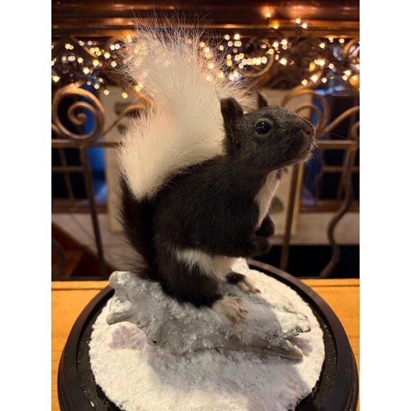 Mounted Japanese squirrel under a glass dome
