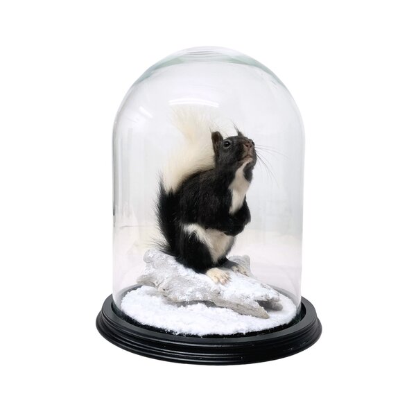 Mounted Japanese squirrel under a glass dome